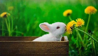 爱游戏中国-LPL选手转会风波引发粉丝热议，lpl选手转会规则